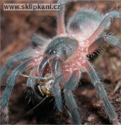 Sericopelma_sp._Guapiles